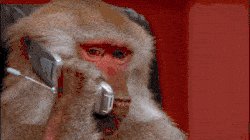 Baboon talking on a telephone.