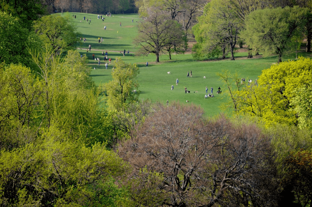People enjoying a lush green park